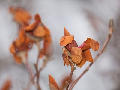 This magnolia tree began to bloom when it was warm, but then the flowers froze.