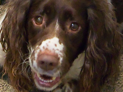 Ranger likes to be on the radio.