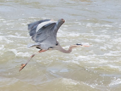 The new rocks in the river attract more waterfowl.