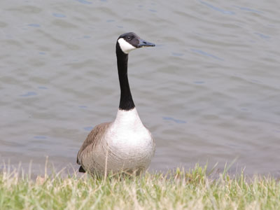 I hate getting caught with a mouthful of grass.
