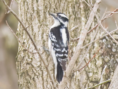 How much wood would a woodpecker peck if a woodpecker would peck wood?