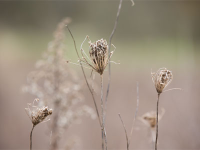 I walked among last year`s leftovers and thought about this summer`s butterflies.