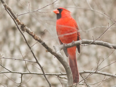 The birds were thinking about making little birds.