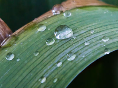 My first droplets of spring.  Coming soon: first butterfly.