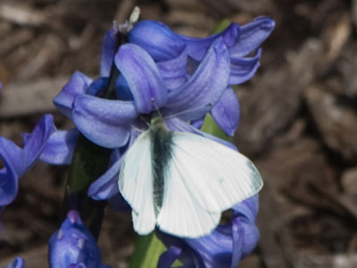That`s one brand-spanking-new butterfly (see March 26 above).