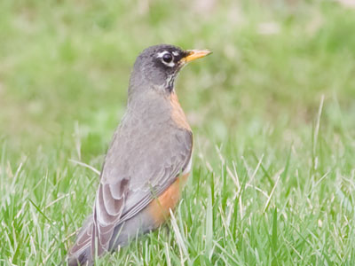 The robin was stalking worms;  I was stalking the robin.
