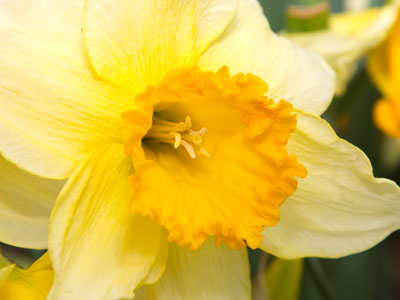 Days with spring flowers are better than days without.