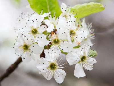 Days with blossoming trees are the best days of all.