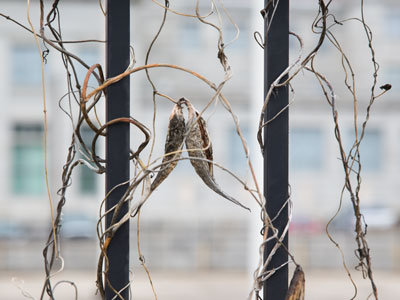  . . . but you can`t lock out nature.