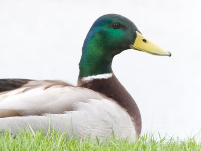 Your daily duck:  a Monday mallard.