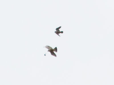 High above the city, falcons fought over a piece of food until one of them dropped it.  I wonder what pedestrians below thought when a dead animal fell out of the sky.