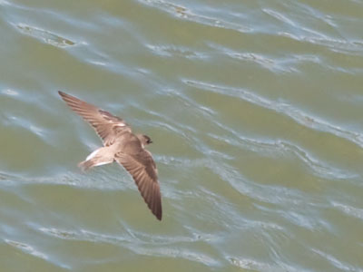 The most fun I had all day was trying to get a photo of fast-moving birds skimming over the river for insects.