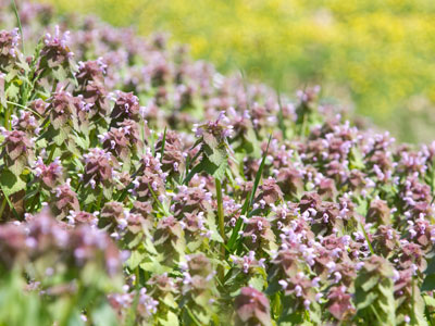 Where I nearly fell down and broke my crown.