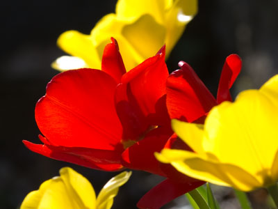 After an incredibly busy weekend, I slept in and didn`t go outside until the late afternoon.