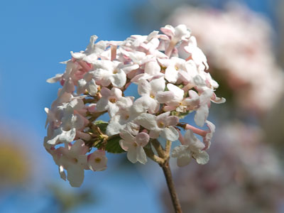 It turned out to be a flower day.
