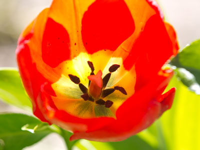 Daffodils had it rough because of the inconsistent weather, so I hope the tulips don`t get snowed on.