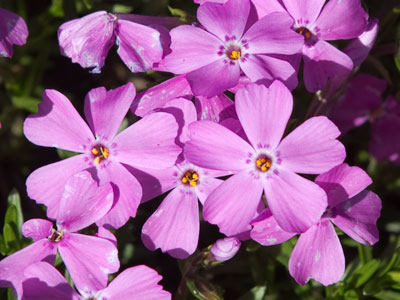 Some humble little flowers by the edge of the sidewalk.
