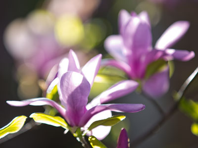 Tree blossoms are the most precious of spring flowers.