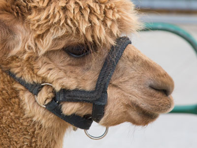 And suddenly there was an alpaca.