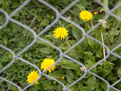 Fences and walls are not the solution.