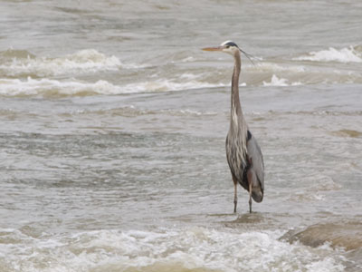 It wouldn`t stand there so much if it wasn`t catching fish, but I`ve never seen it happen.
