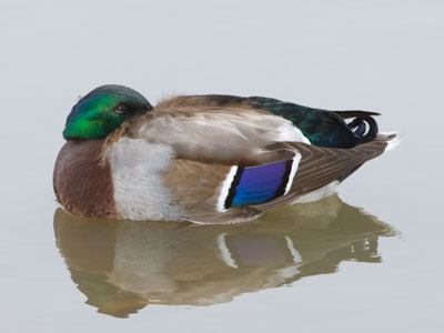 Let sleeping ducks lie.