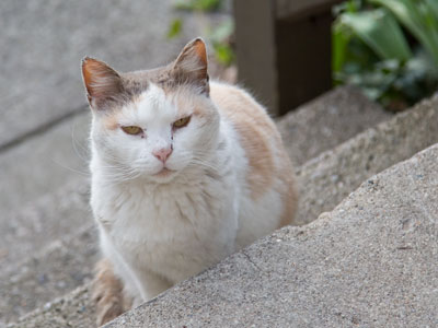 You and your fleas are not welcome on my porch.