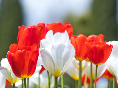 A perfect spring day at the garden.