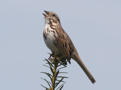 If only I understood the lyrics it was singing.