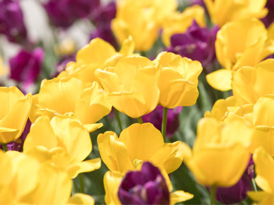 Beauty is fleeting so I`d better get a picture today.