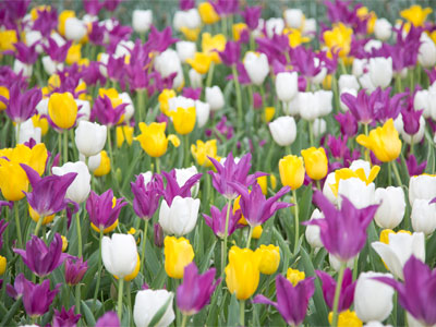 This picture was taken in the middle of city traffic.