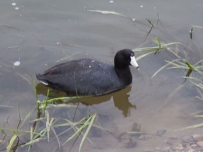 A coot without a mate is unusual, and it shouldn`t be in this region in April.  There`s probably a sad story here.