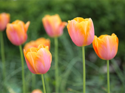 Enjoy them now:  tulips are a limited engagement.