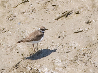 A killdeer is kind of mud-colored.