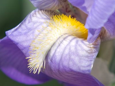 Finally, it`s iris time.