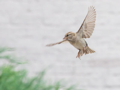 The first bird of the day.