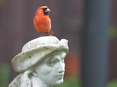 The last bird of the day.