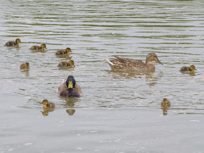 So many beaks to feed!