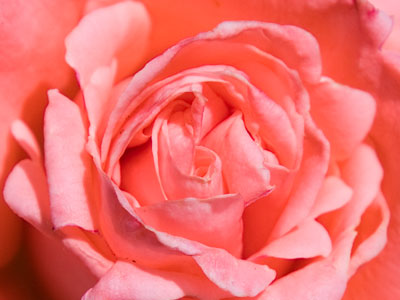 When you take a flower in your hand and really look at it, it`s your world for the moment.  I want to give that world to someone else. GEORGIA O`KEEFE