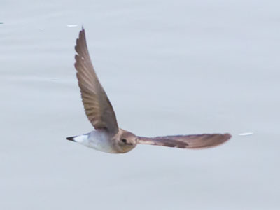 I`m convinced these birds enjoy taunting me.