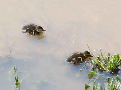Two ducklings, but no ducks.  There`s a sad story here.