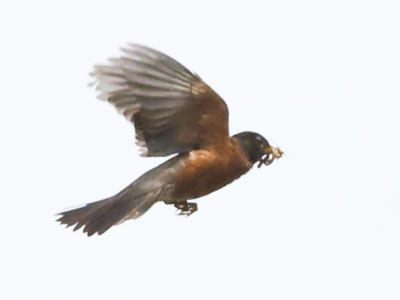 `Worms again?  We had worms yesterday.`