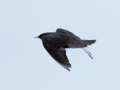 Sometimes you get the bird, sometimes you don`t.