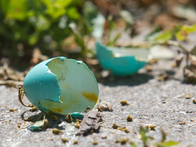 Happy birthday to a newly hatched robin.