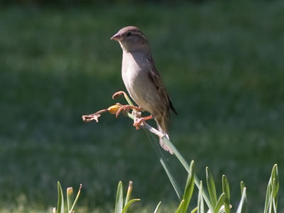 Hanging around Smith Garden.