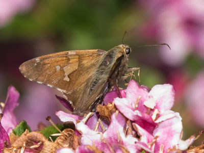 This butterfly landed on a plain green leaf and I thought, `Please move to something more colorful.`