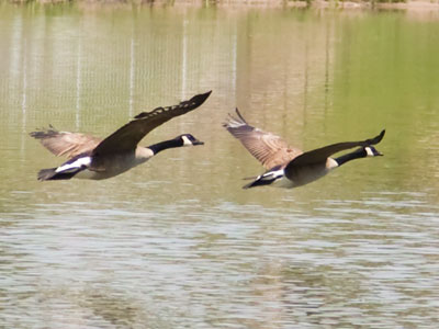 Canadian immigrants.