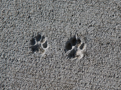 Fossil evidence proves that cats were here first.