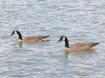Same old geese on the same old river.