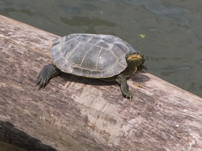 Looking at you looking at me looking at you.